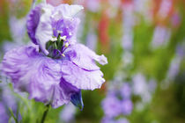 Larkspur Close up growing in Mass von Danita Delimont