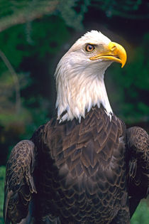 American Symbol of Freedom The Bald Eagle in the Wild von Danita Delimont