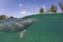 Captive Bottlenose Dolphin (Tursiops truncatus) swimming in Caribbean Sea at UNEXSO site by Danita Delimont