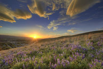 Sunset over the Bitterroot Mountains and vast field of lupine wildflowers looking west from Missoula Montana von Danita Delimont