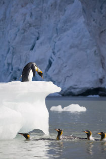 King Penguins (Aptenodytes patagonicus) and grounded iceberg from glaciers in mountains above Gold Harbour by Danita Delimont