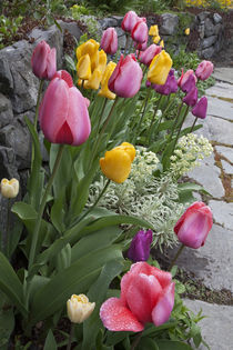 Tulips line garden wall von Danita Delimont