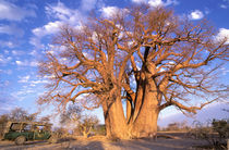 Baobab (Adansonia digitata) by Danita Delimont