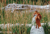 Red Fox in Habitat von Danita Delimont