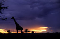 Colorful sunset late afternoon image of safari in Kenya Africa with wild giraffe roaming the jungle von Danita Delimont