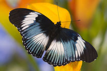 Sammamish Washington Tropical Butterflies photograph of Hypolimnas monteironis the Black-tipped Diadem Butterfly from Africa Male von Danita Delimont