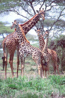 Tanzania Africa 2005 von Danita Delimont