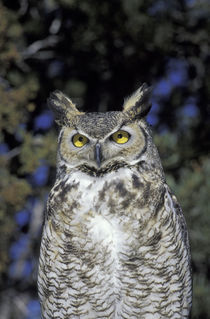 Wildlife West Nature Park Great Horned owl (Bubo virginianus); captive von Danita Delimont