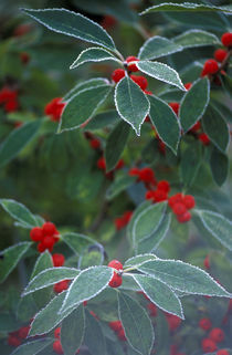 Holly Berries with frost by Danita Delimont
