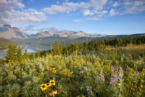 Prairie wildflowers and Lower Two Medicine Lake in Glacier National Park and Blackfeet Reservation in MontaUSA von Danita Delimont