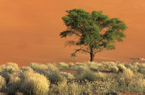 Sossusvlei Dunes von Danita Delimont