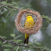Female Black-Necked Weaver building a nest in Tarangire NP by Danita Delimont