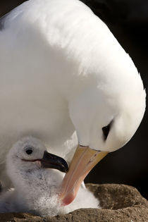 Close-up of black-browed albatross parent preening chick von Danita Delimont
