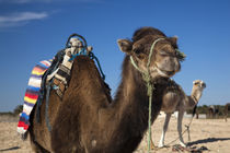 Camels by Danita Delimont