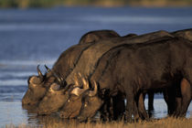 Cape Buffalo (Syncerus caffer) herd drinks from Chobe River at sunset by Danita Delimont
