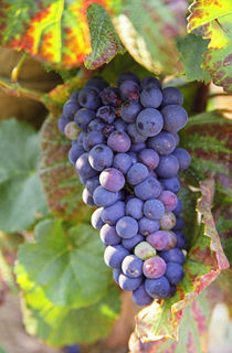 A bunch of Pinot Noir grapes in a Chambertin grand cru vineyard in Bourgogne von Danita Delimont