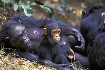 Gombe NP Female chimpanzee (Pan troglodytes) Fifi rests with grandson Fudge by Danita Delimont