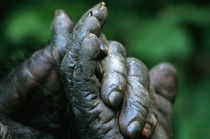 Male Chimpanzee clasps his foot von Danita Delimont