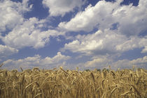 Wheat crop and clouds von Danita Delimont