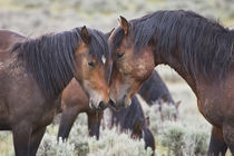 Wyoming by Danita Delimont