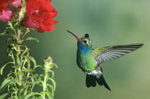 Broad-billed hummingbird male hovering by flower von Danita Delimont