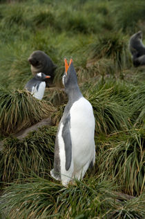 Gentoo penguin (Pygoscelis papua) on tussac grass with young Antarctic fur seals (Arctocephalus gazella) in distance by Danita Delimont