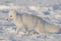 Travels the arctic coast in search of food von Danita Delimont