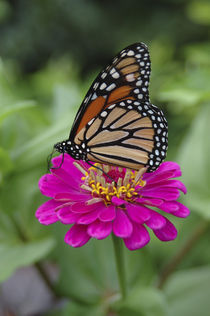 Monarch butterfly on Zinnia by Danita Delimont