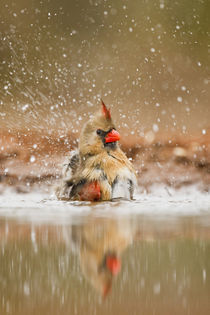 Northern Cardinal (Cardinalis cardinalis) female bathing by Danita Delimont