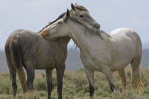 Wild horses nuzzling each other von Danita Delimont