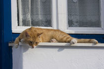 Curious orange tabby cat looks down from ledge von Danita Delimont