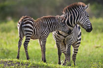 Common Zebra mother and baby at Tarangire NP by Danita Delimont