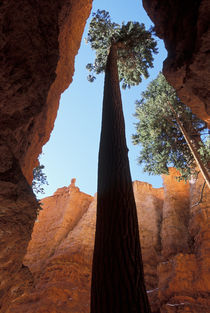 Tall pine in Wall Street canyon formation von Danita Delimont