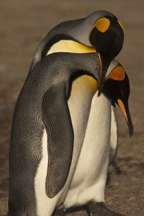 Falkland Islands von Danita Delimont