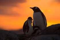 A gentoo penguin adult and chick are silhouetted at sunset on Petermann Island in the Antarctic Peninsula von Danita Delimont