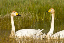 Whooper swan pair with cygnets in Iceland by Danita Delimont