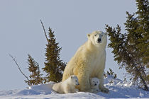 Polar bear cubs being protected by mother von Danita Delimont