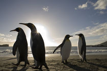 King Penguins (Aptenodytes patagonicus) along Cooper Bay at sunrise on summer morning von Danita Delimont