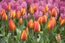 5 million tulips in 100 varieties von Danita Delimont