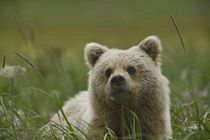 A yearling grizzly cub chews grasses in a meadow by Danita Delimont