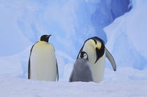 Emperor penguins and chick by Danita Delimont