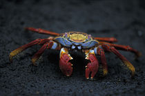 Sally Lightfoot Crab (Graspus graspus) scuttles across black lava rock on Floreana Island von Danita Delimont