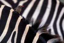 Red-billed Oxpecker on zebra by Danita Delimont