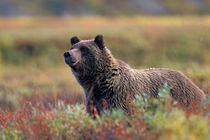 Grizzly bear surrounded by fall colors by Danita Delimont