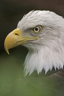 Haliaeetus leucocephalus von Danita Delimont