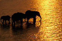African Elephants (Loxodonta africana) by Danita Delimont