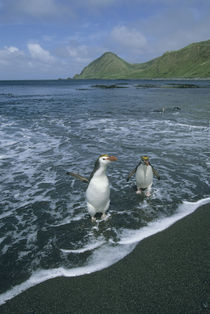 Sub-Antarctic Australia von Danita Delimont