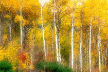 Fall Aspen Trees along Highway 2 von Danita Delimont