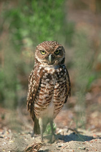 Burrowing Owl by Danita Delimont