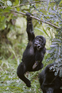 Juvenile Mountain Gorilla (Gorilla gorilla beringei) hanging from tree branch by Danita Delimont